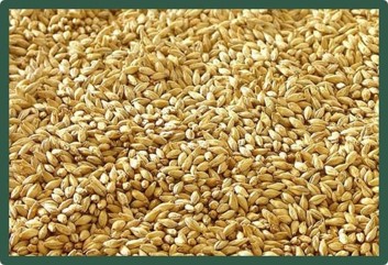 Приготовление солода Приготовление солода